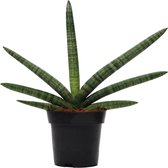 Trendyplants - Sansevieria Skyline - Kamerplant - Hoogte 20-40 cm - Potmaat Ø10,5cm