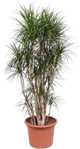 NatureNest - Drakenbloedboom - Dracaena Marginata Vertakt - 1 Stuk - 210cm