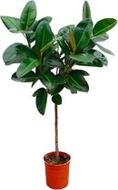 NatureNest - Rubberplant op stam - Ficus Elastica Robusta - 1 Stuk - 130cm