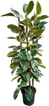 NatureNest - Rubberplant - Ficus Elastica Tineke Struik - 1 Stuk - 225cm