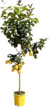 NatureNest - Citroenboom - Citrus Limonia - 1 Stuk - 180cm