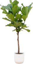 NatureNest - Combi Deal - Ficus Lyrata Op Stam - Wit - 1 Stuk - 170cm