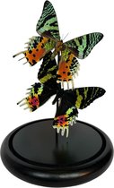 Stolp met opgezette vlinders - Urania ripheus 2x