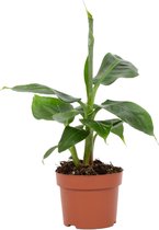 Plantenboetiek.nl | Musa Tropicana - Ø 12cm - Hoogte 27cm