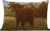 Buitenkussens - Schotse hooglander - Gras - Zon - 60x40 cm - Weerbestendig
