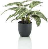 Kunstplant - Calathea Zebrina - Schaduwplant - 38 Cm