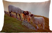 Buitenkussens - Tuin - Drie schapen bij zonsopkomst - 60x40 cm