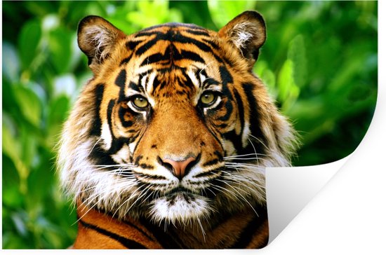Sticker Muursticker Tigre - Jungle du tigre de Sumatra - 90x60 cm - film adhésif autocollant - sticker mural repositionnable