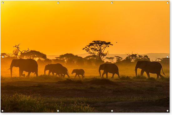 Kudde olifanten bij zonsopkomst - Tuinposter