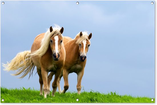 Paarden - Gras - Lucht - Tuinposter