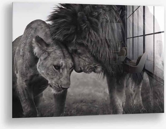 Wallfield™ - Loving Lion | Glasschilderij | Gehard glas | | Magnetisch Ophangsysteem
