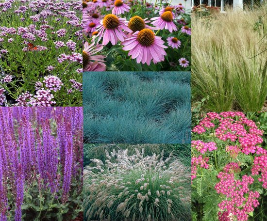 Borderpakket siertuin 24 planten (3,5m2) P9 Pot (9x9x10)