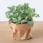 Fittonia Wit - White Tiger - Mozaiekplantje - Terrarium plant - Potmaat 8