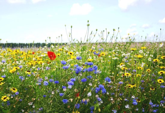 Veldbloemen zaad - Nostalgische Akker 100 gram - 50 m2 - bleke klaproos - grote klaproos - koekruid - gele ganzebloem - bijen- vlinders