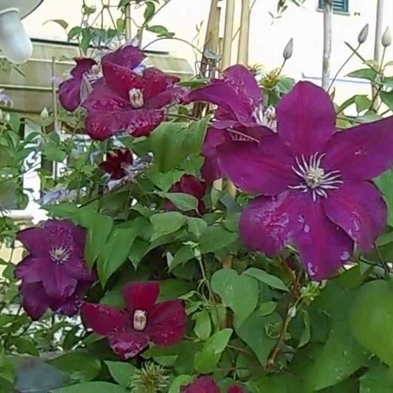 Rode Clematis mix goedkoop online kopen