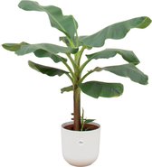 Bananenplant (Musa) inclusief elho Jazz Round wit - Potmaat 23cm - Hoogte 120cm