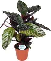 Goed & Groen - Calathea Ornata - ↨ 50cm - Potmaat 17 - Kwaliteit Planten - Kamer Plant - Kamerplanten - Sfeer