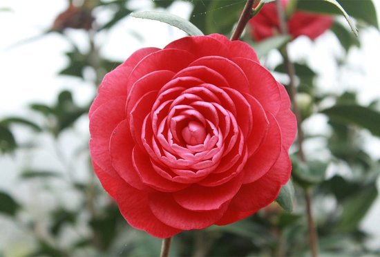 Camellia japonica - Camellia, Japanse roos | Bloemenpark Camellia japonica - Camellia, Japanse roos | Bloemenpark