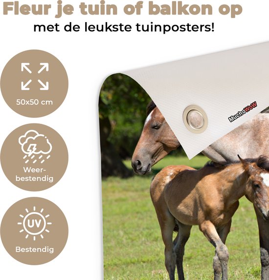 Posters de jardin Paarden - Herbe - Ombre - 50x50 cm - Toile de jardin - Affiche extérieure
