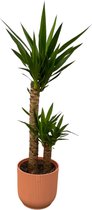 Yucca inclusief elho Vibes Fold Round roze D2H20 - Potmaat 21cm - Hoogte 100cm