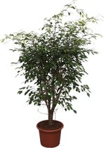 Ficus Benjamina Exotica Vertakt - 150 Cm - Ø40