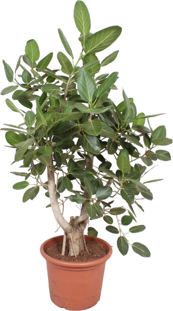 Ficus Benghalensis vertakt - 170 cm - ø50