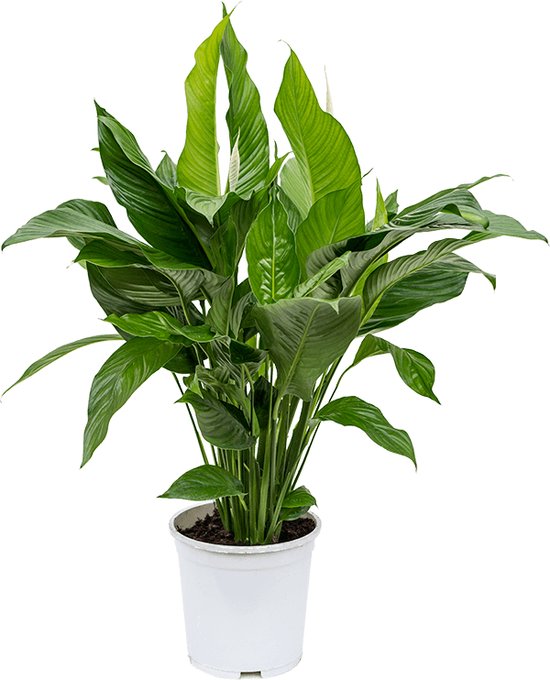 Spathiphyllum