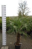 Winterharde Palmboom - Trachycarpus Fortunei - stamhoogte 60 cm, totale hoogte 150 cm