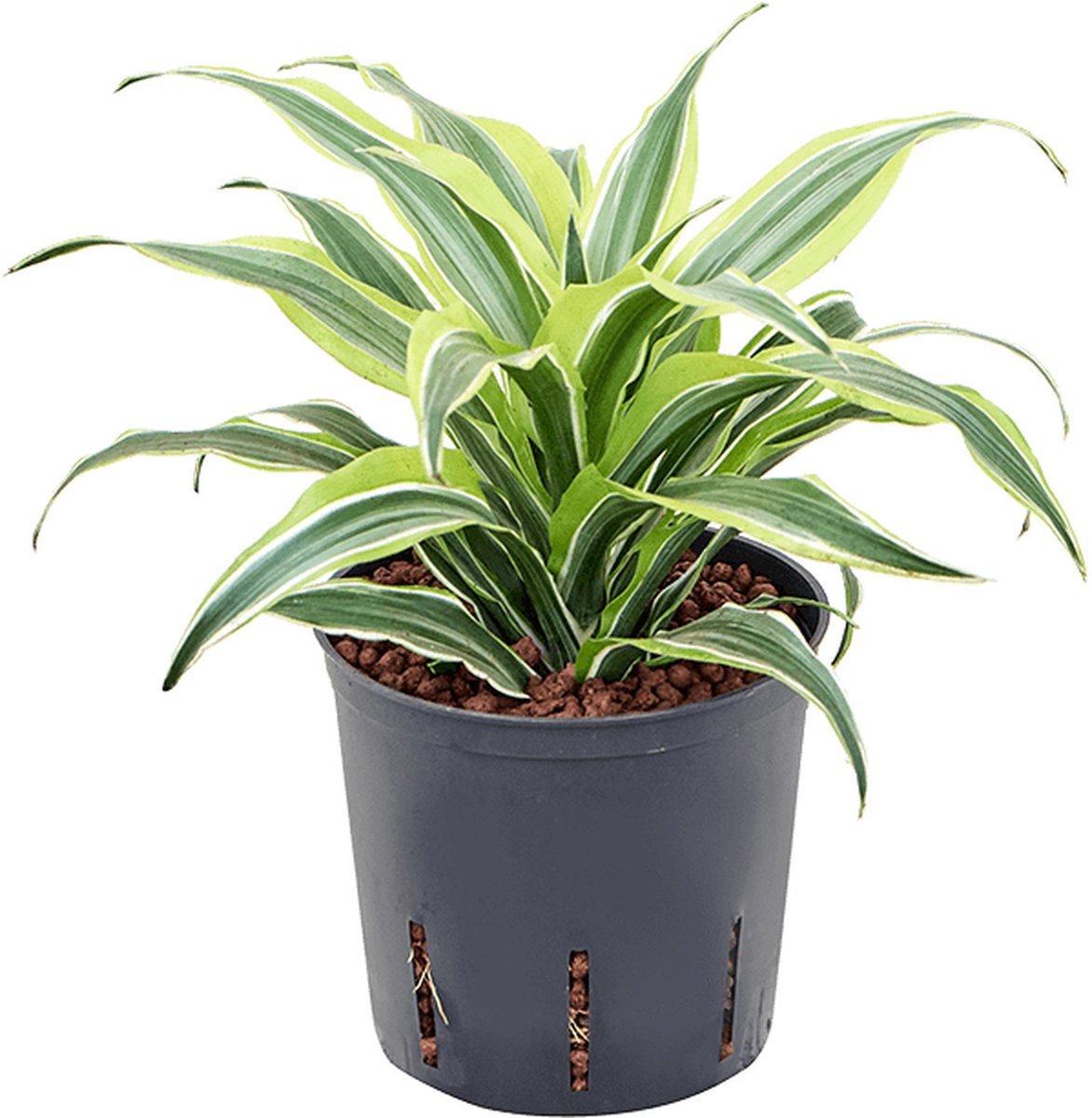 Dracaena fragrans 'Surprise' Hydrocultuur - 25cm pot 13cm