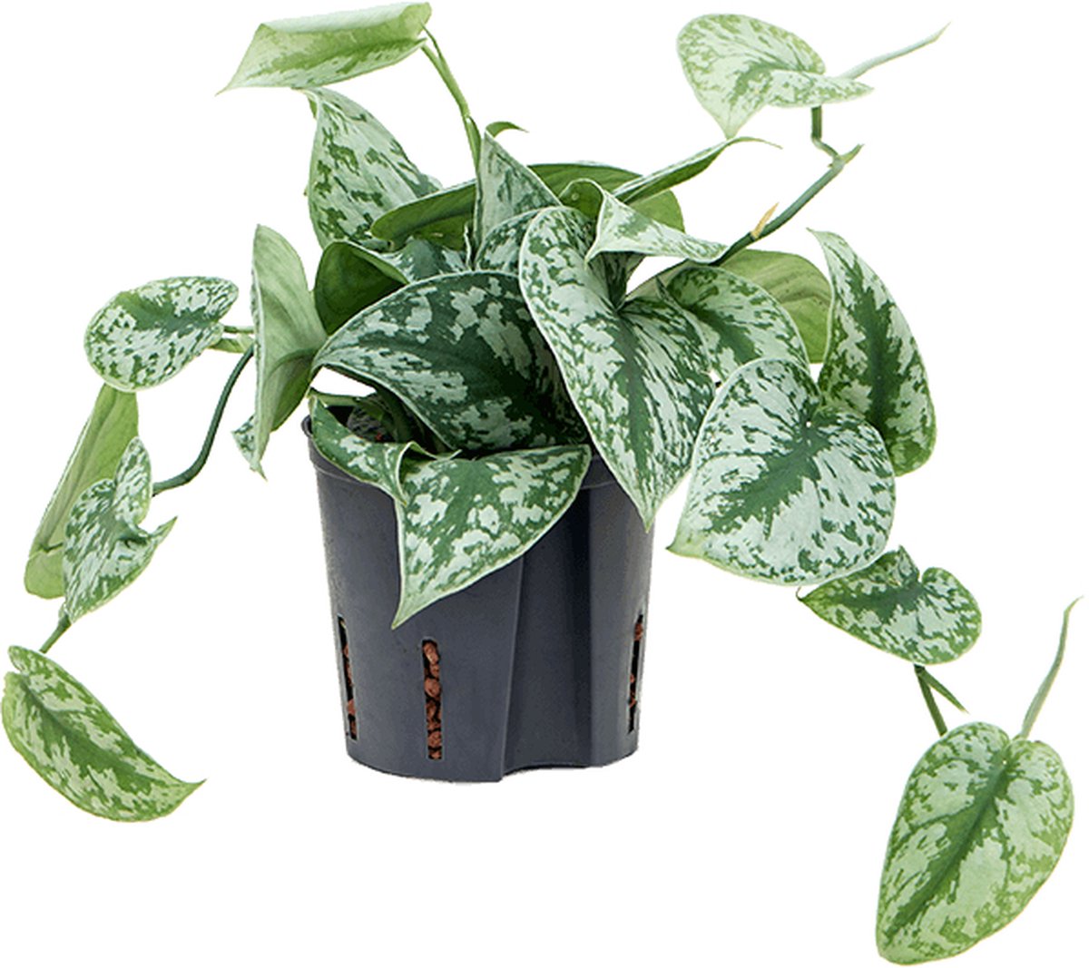 Scindapsus pictus 'Trebie' Hydrocultuur - 25