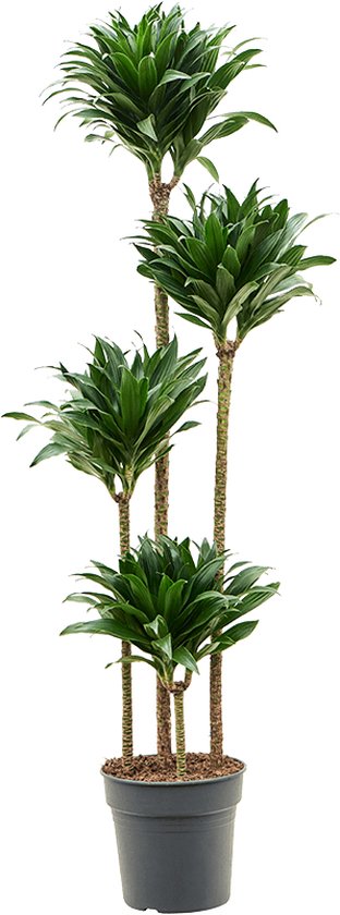 Dracaena Compacta 4-stam | Drakenbloedboom