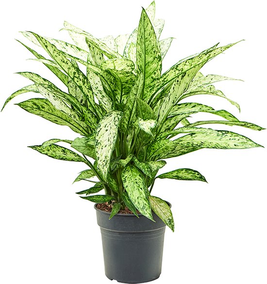 12 mooiste Dieffenbachia soorten op een rijtje 16 Dieffenbachia Vesuvius | De dief van Bagdad