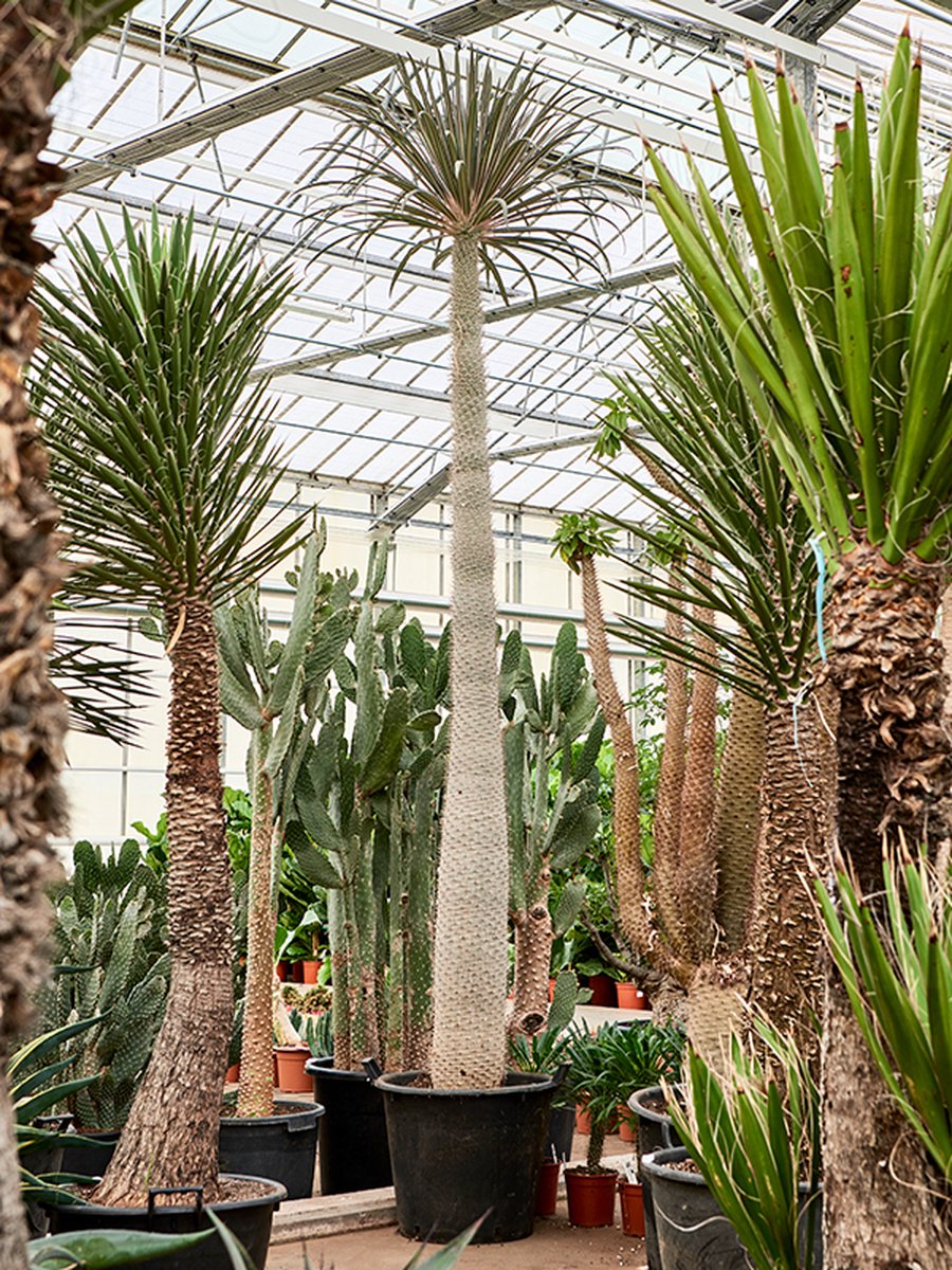 Pachypodium geayi | Madagascar palm