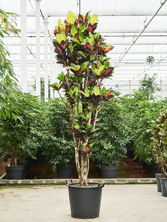 Dracaena Reflexa Vertakt 130 Cm - Kamerplant - Vers Van De Kweker Potmaat O32 Cm Dracaena Reflexa Vertakt 130 Cm - Kamerplant - Vers Van De Kweker Potmaat O32 Cm