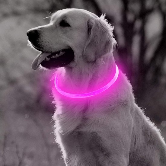 LED Halsband Hond - Lichtgevende Halsband Hond - Roze - S - USB Oplaadbaar