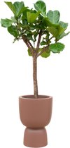 Combi Deal - Ficus Lyrata Boom Inclusief Elho Pure Coupe Bruin Ø41 - 210 Cm