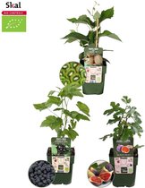 Plants by Frank | Zoete oogst trio BIO Fruitplanten mix set van 3 verschillende soorten | 100% Biologisch gekweekt | Fruittuin | Fruit | Planten | Tuinplanten