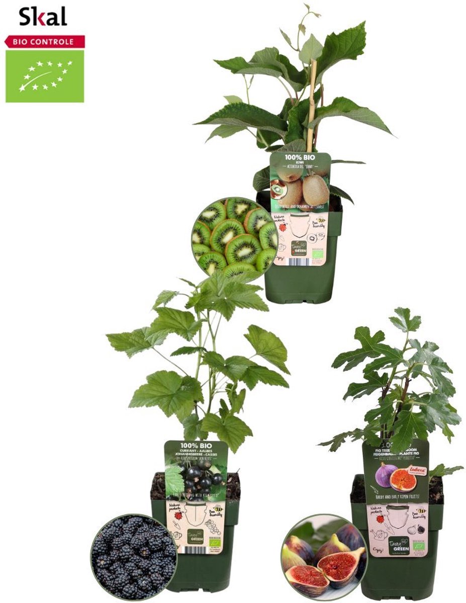 Plants by Frank | Zoete oogst trio BIO Fruitplanten mix set van 3 verschillende soorten | 100% Biologisch gekweekt | Fruittuin | Fruit | Planten | Tuinplanten