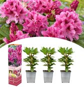 NatureNest - Sierheester - Rhododendron Cosmopolitan - 3 Stuks - 38 cm