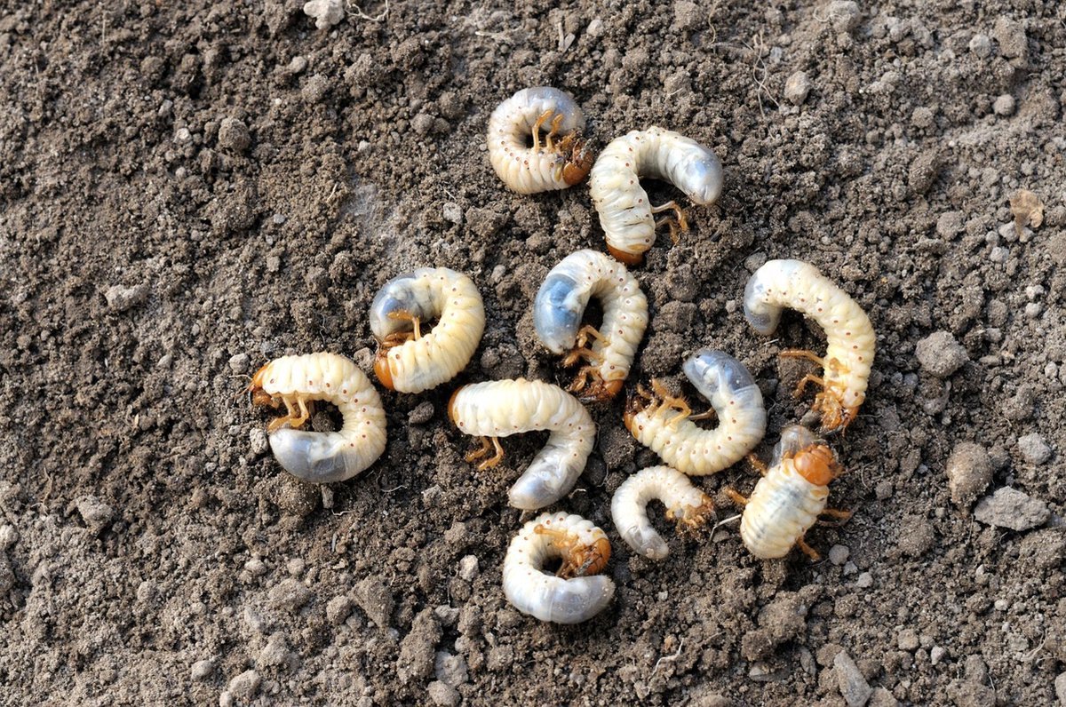 Ferrarium aaltjes tegen engerlingen - voor 50m² grond - Heterorhabditis bacteriophora - Meikever – Coloradokever – Taxuskever - Junikever –- Rozenkever – Johanneskever - bladsprietkever - Sallandkever - Engerlingen bestrijding - 100% ecologisch