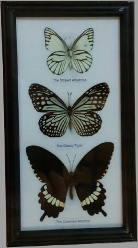 Vlinders vlinder insect fotolijst insecten echte vlinders in lijst