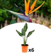 NatureNest - Fleur d'oiseau de paradis - Strelitzia reginae - 6 pièces - 25-38 cm