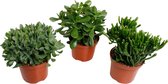 Plantenboetiek.nl | Crassula mix | 3 stuks - Ø17cm - Hoogte 35cm - Kamerplant - Groenblijvend - Multideal - Cactus & Vetplanten