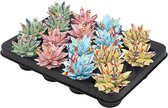 Plantenboetiek.nl | Echeveria Coloured Splash Pastel Mix | 16 stuks - Ø6cm - Hoogte 8cm - Kamerplant - Groenblijvend - Multideal - Cactus & Vetplanten