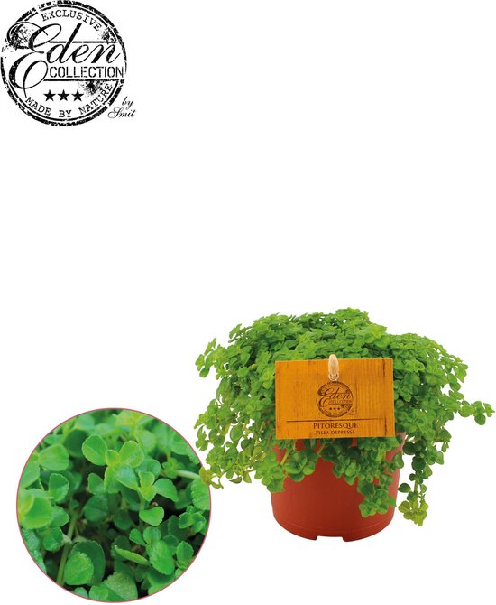 Plantenboetiek.nl | Pilea Depressa - Ø10.5cm - 15cm hoog - Kamerplant - Groenblijvend