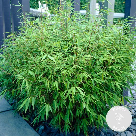 Fargesia Rufa bamboe plant met volle, groene bladeren, in grind, naast een hek. Winterproof.