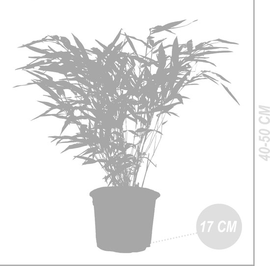 Grijze silhouet van een Fargesia Rufa bamboe plant in een pot, hoogte 40-50 cm, pot 17 cm.