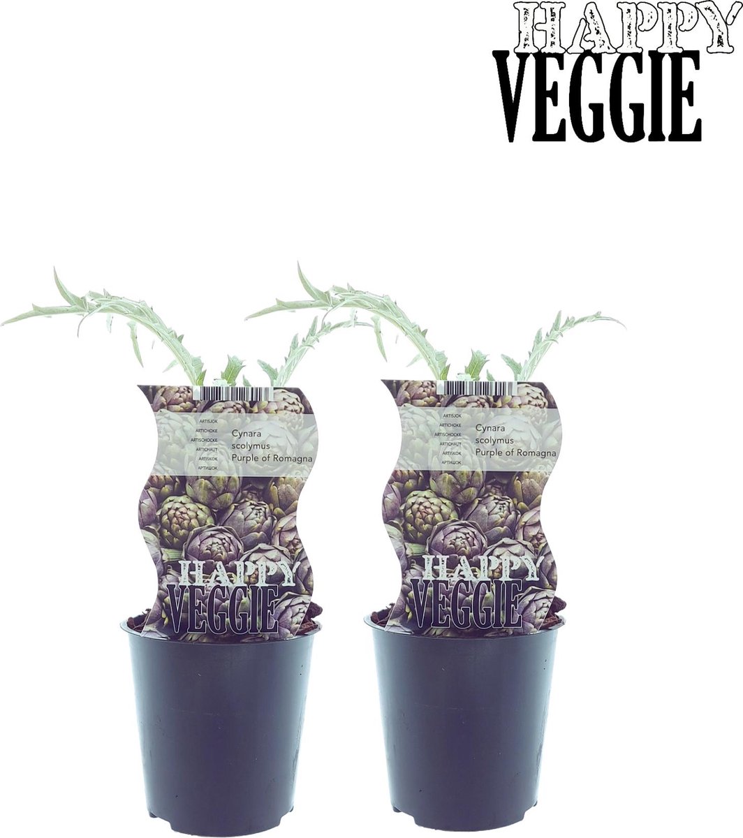 Plantenboetiek.nl Cynara Purple Of Romagna (Artisjok) 2 stuks Ø12cm 30cm hoog Tuinplant Groente & Fruit Multideal