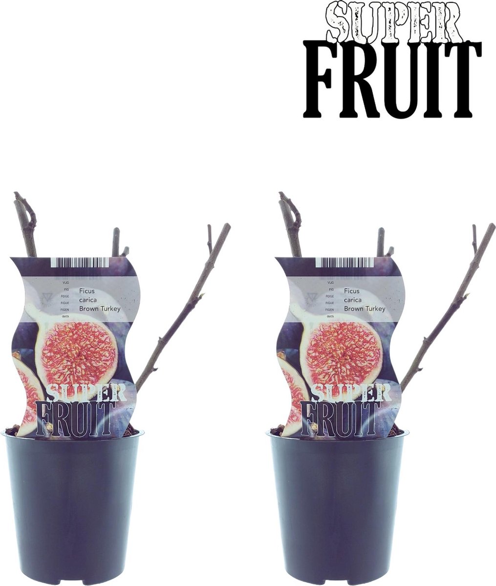 Plantenboetiek.nl Ficus Brown Turkey (Vijg) 2 stuks Ø12cm 30cm hoog Tuinplant Groente & Fruit Multideal