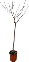 Juglans walnoot notenboom, ongeveer 170 cm hoog